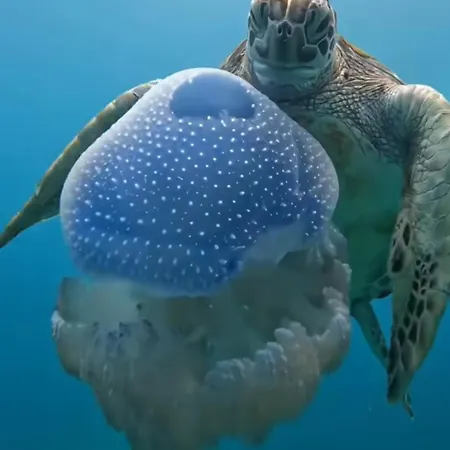 Rincón Mirador Risco